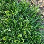 Poa annuaFrucht