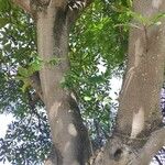 Ficus saussureana Kůra