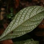 Cordia nodosa Blatt