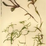 Potamogeton gramineus Otro