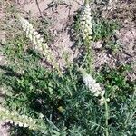Reseda alba Altul/Alta