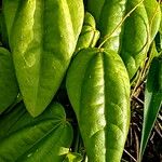 Passiflora auriculata 叶