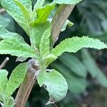 Buddleja globosa पत्ता