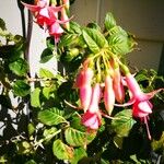 Fuchsia × standishii Flor