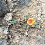 Zornia reticulata Цветок