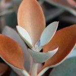 Kalanchoe orgyalis Blad