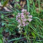 Petasites hybridus Cvet