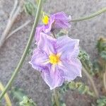 Solanum sinuatirecurvum Flower