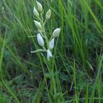 Cephalanthera damasonium花