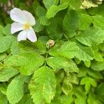 Rosa woodsii Blad