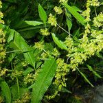 Rumex palustris ഇല