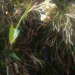 Bupleurum ranunculoides आदत