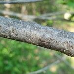 Syringa vulgaris Bark