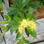 Xanthostemon pubescens Flor