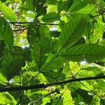 Guarea pubescens Leaf