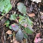 Erigeron pulchellus Leaf