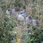 Cirsium ferox عادت داشتن