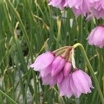 Allium narcissiflorum Blüte