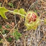 Passiflora ciliata Plod