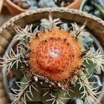 Melocactus matanzanus Květ