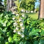 Acanthus mollis Flower