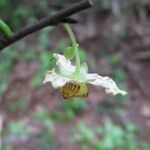 Monodora carolinae Flower