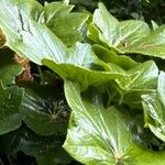 Podophyllum pleianthum Blatt