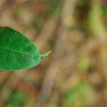 Dichostemma glaucescens Leaf