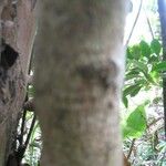 Coffea mauritiana പുറംതൊലി