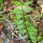 Cardamine impatiens Blad