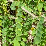 Robinia pseudoacacia Blatt