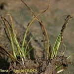 Eleocharis parvula موطن