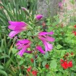 Gladiolus italicus Mill.Flower