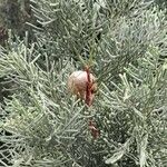 Cupressus sempervirens Frucht