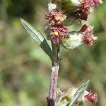 Artemisia verlotiorum Кора