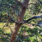 Arbutus menziesii Bark