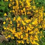 Cytisus oromediterraneus Floare