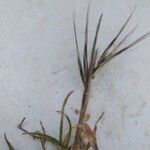 Bromus madritensis 花