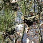 Pinus nigra Blad