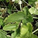 Eryngium giganteum Leaf