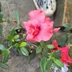 Rhododendron alabamense Flower