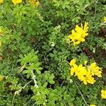 Genista pilosa ശീലം