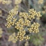 Helichrysum luzulifolium