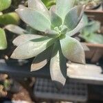 Dudleya greenei 叶