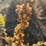 Verbascum sinaiticum Fruit