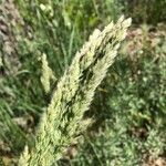 Poa arachnifera Hoja