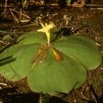 Costus spectabilis Характер