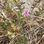 Iberis procumbens Fula