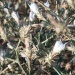 Centaurea diffusa Flor