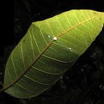 Thyrsodium spruceanum Лист